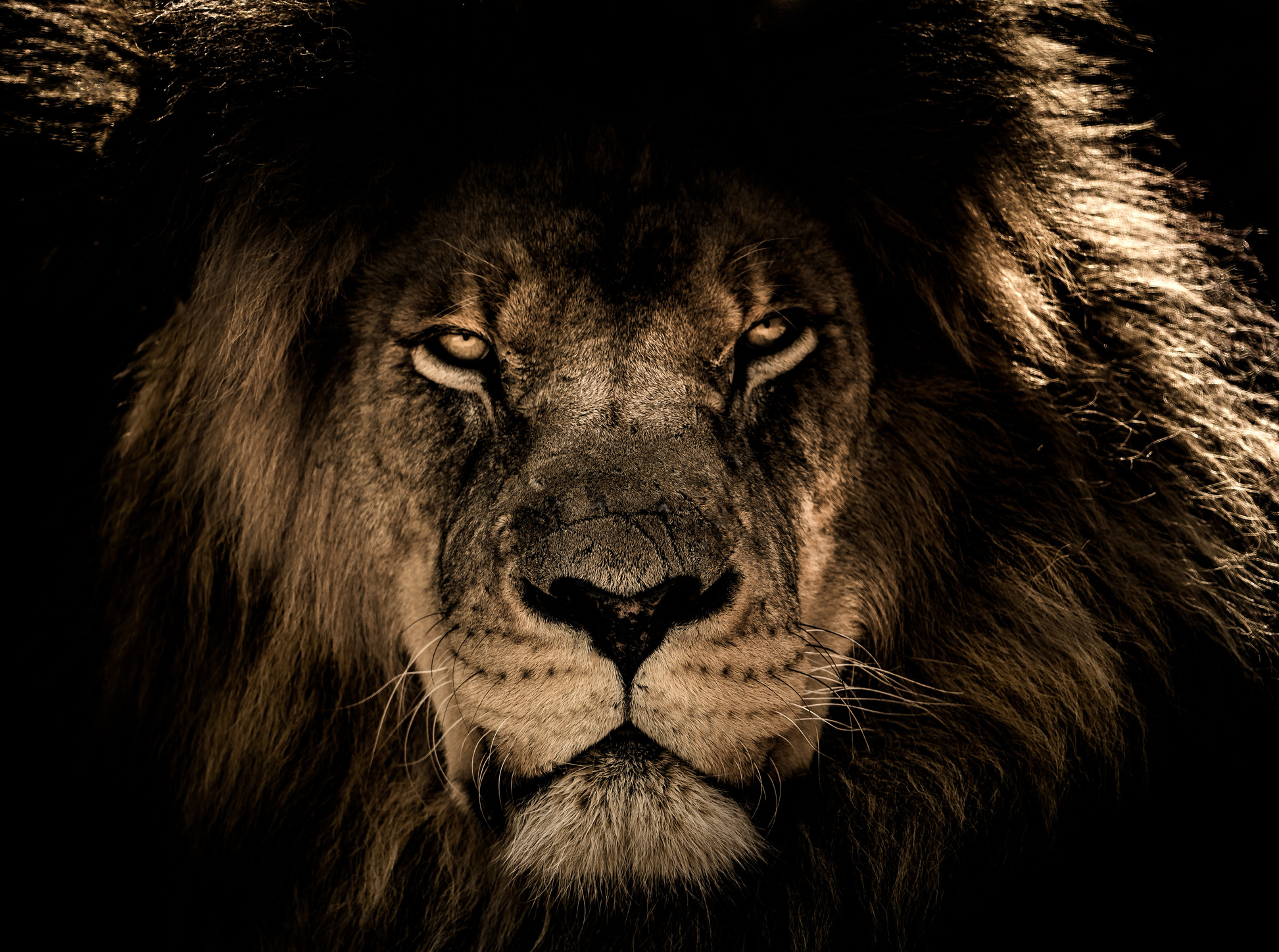 African Lion Portrait